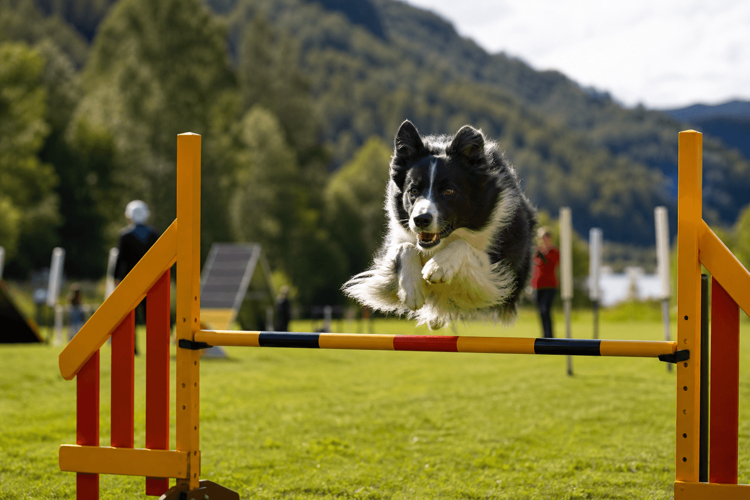 Bergen Agility Klubb på nett