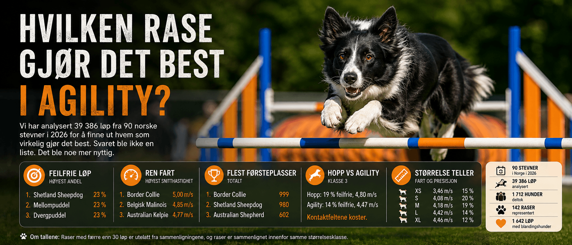 Hvilken rase gjør det best i agility?