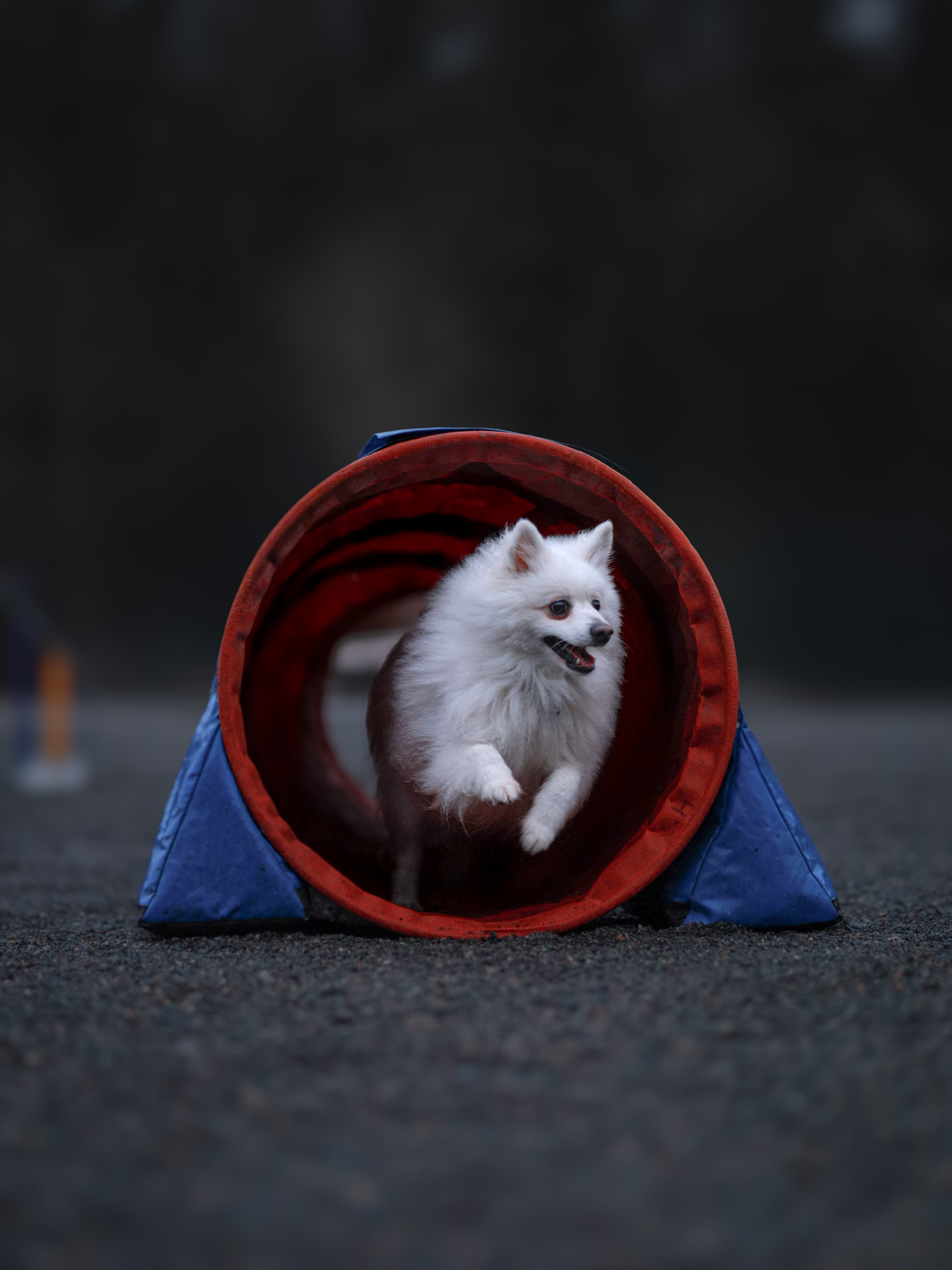 Hund hopper over bom under agilitytrening hos Bergen Agility Klubb
