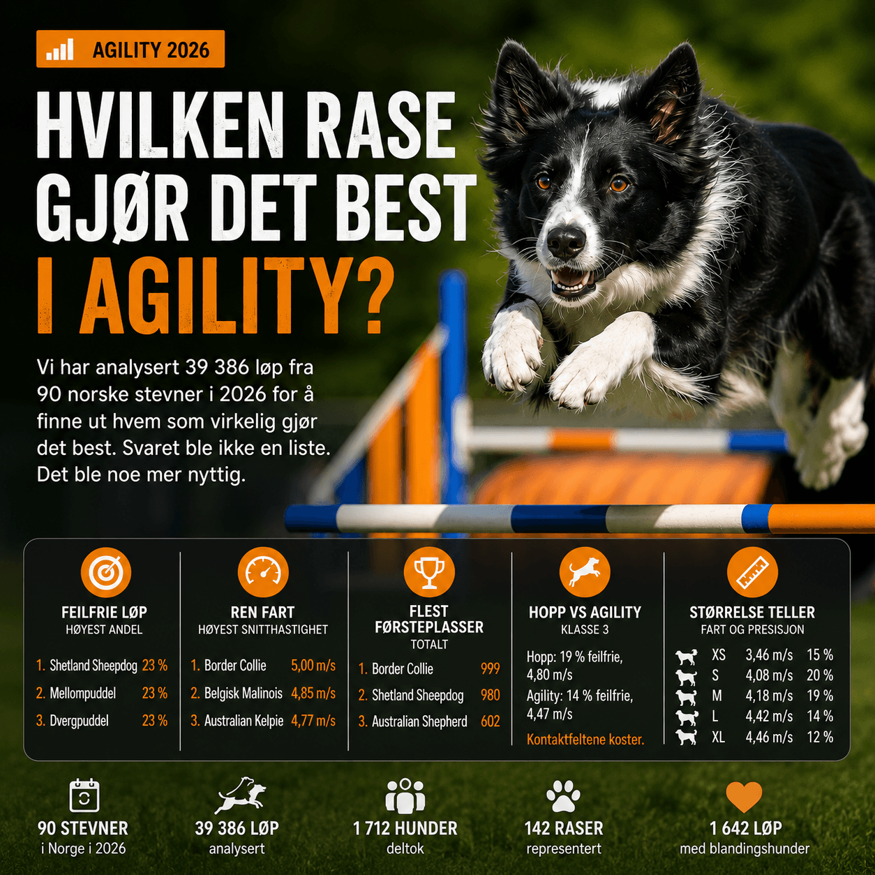 Hvilken rase gjør det best i agility?