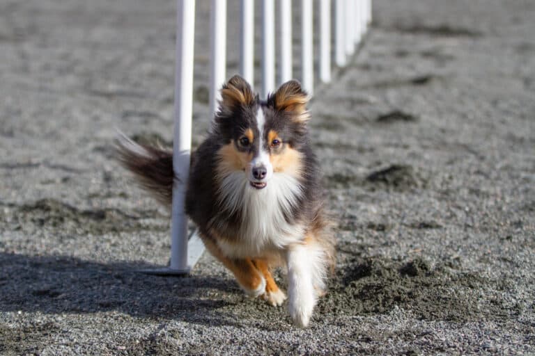 Hund løper gjennom slalåm på nybegynnerkurs