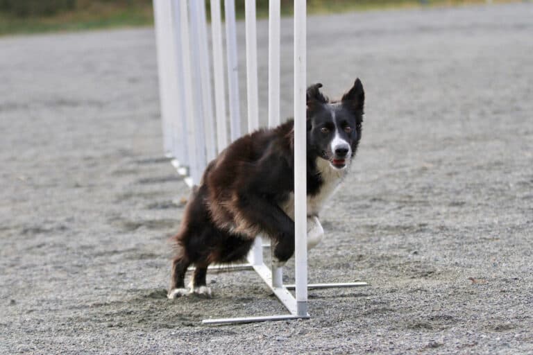 Hund løper gjennom slalåmstaker på klubbens bane