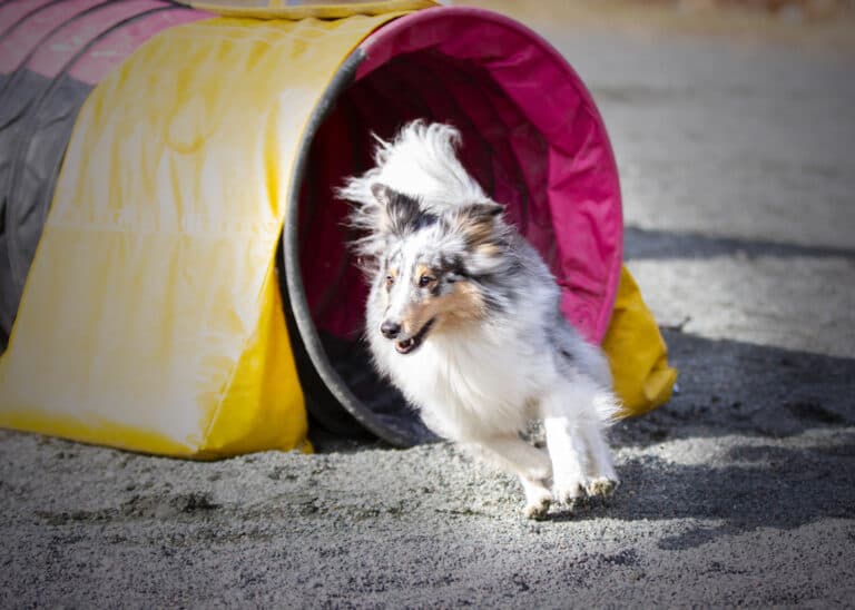 Hund kommer ut av tunnel under trening